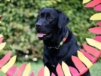 Schulhund_Lenny