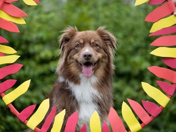 Schulhund_Balou