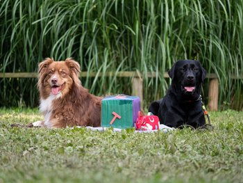 WasisteinSchulhund1